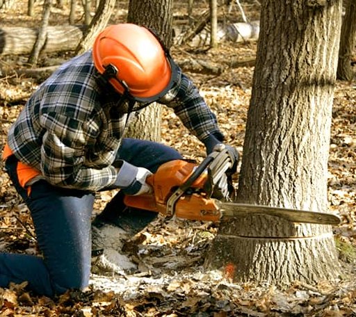 Tree Removal in Forks Of Salmon, CA